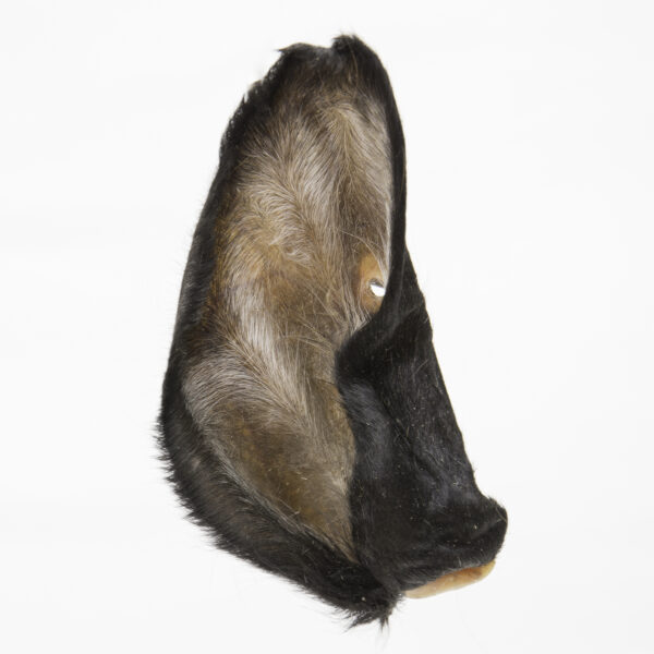 Orejas de Res - CHOPCITOS - Image 2
